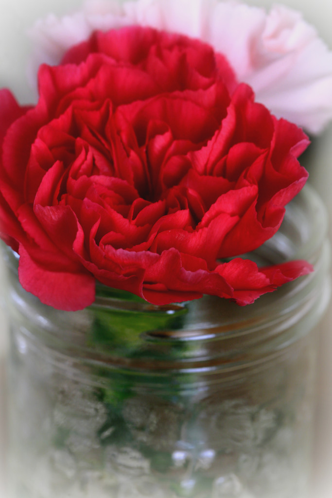 Carnation in a Jar by gq