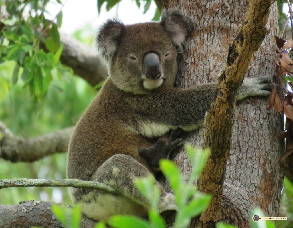 mine! by koalagardens