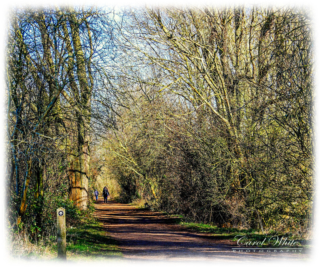 Winter Woodland Walk by carolmw