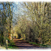 Winter Woodland Walk by carolmw