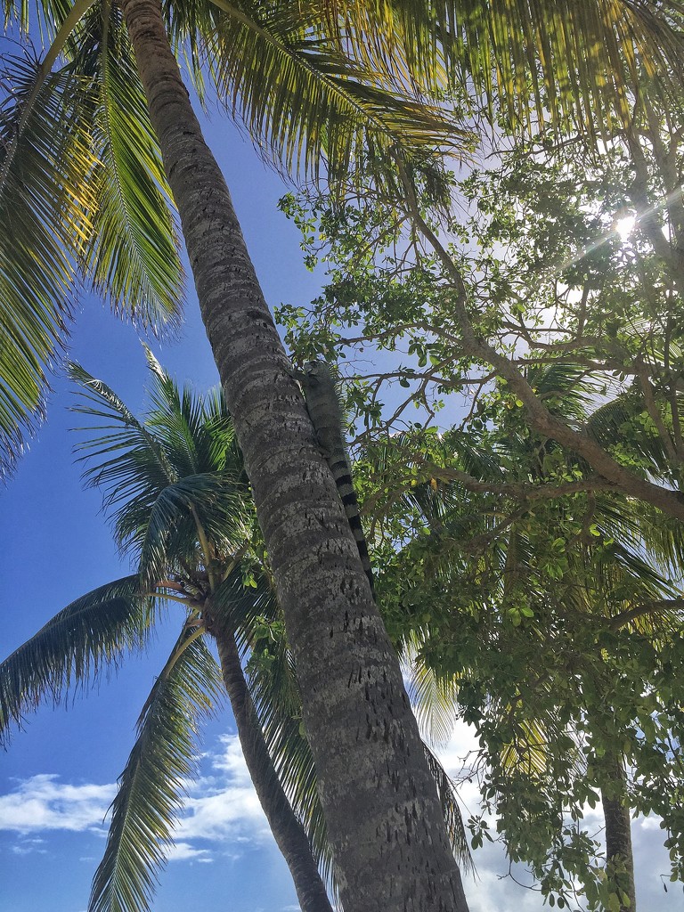 Iguana on palm tree  by cocobella
