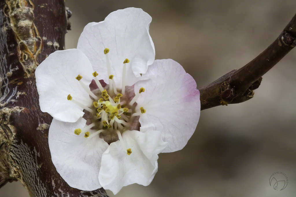 The First Apricot Blossom by evalieutionspics