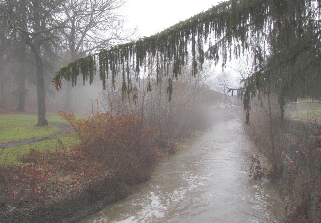 Fog at the creek by mittens
