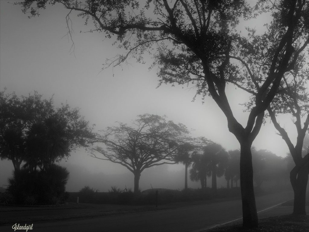 Foggy Morning by radiogirl