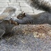 Squirrel squabbles by berelaxed
