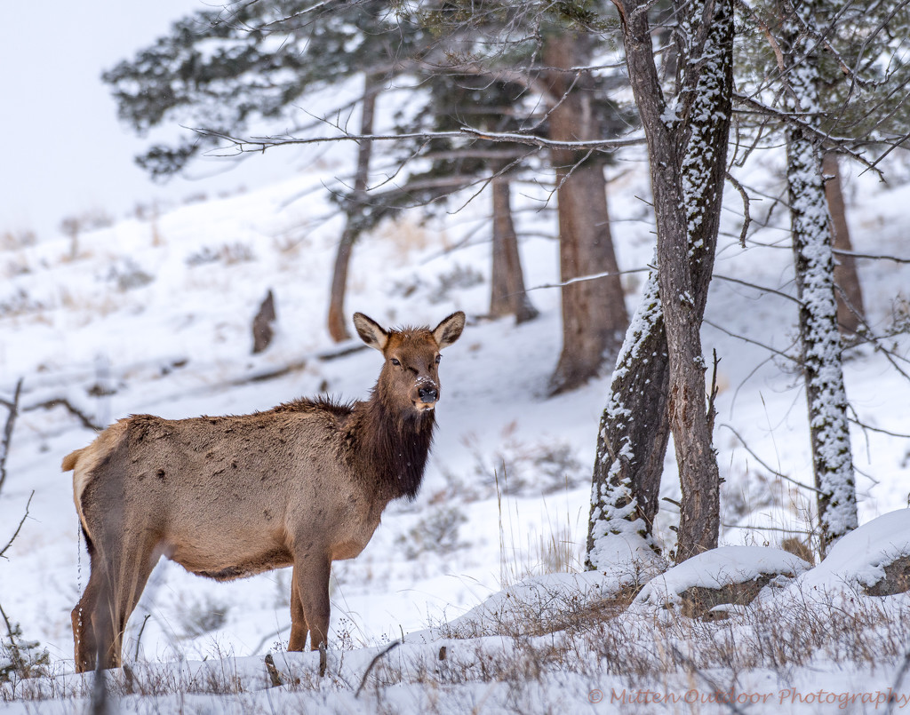 Elk in the winter by dridsdale