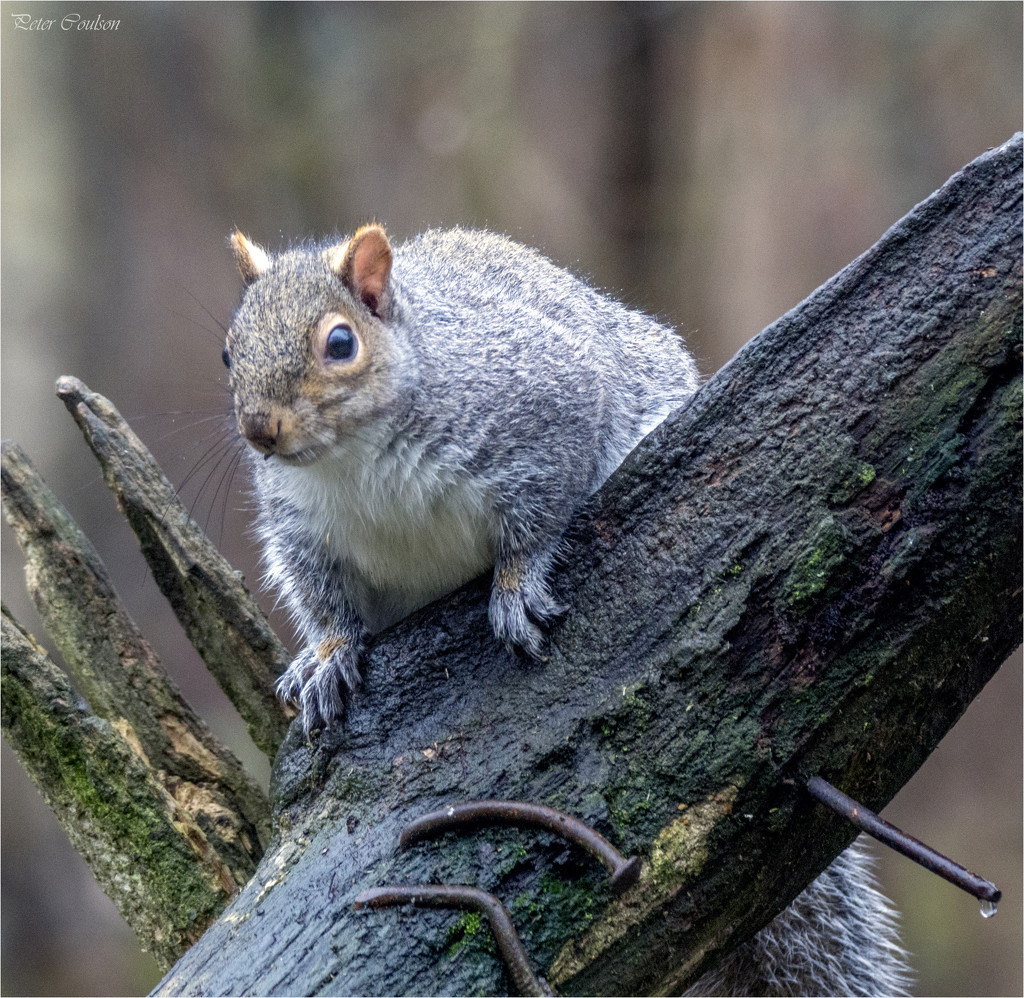 Grey Squirrel by pcoulson
