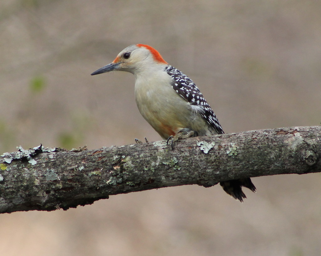 Lady Woodpecker by cjwhite