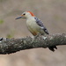 Lady Woodpecker by cjwhite