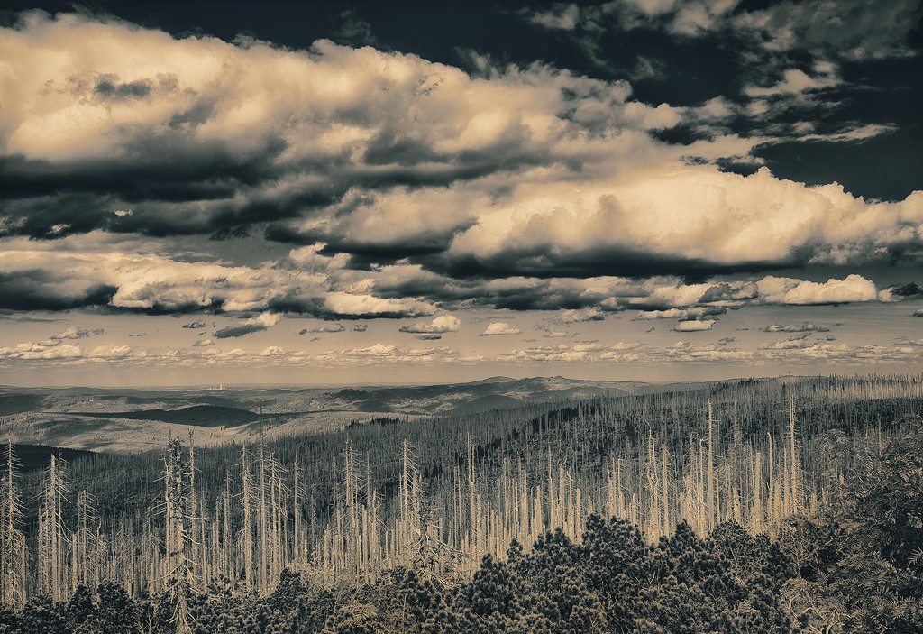 Bohemian forest by jerome
