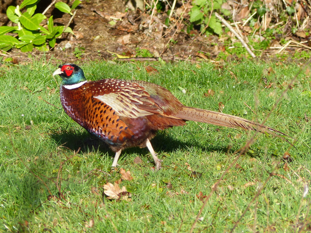 Mr Pheasant Came Back by susiemc