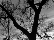 14th Feb 2018 - The GIving tree Black and White