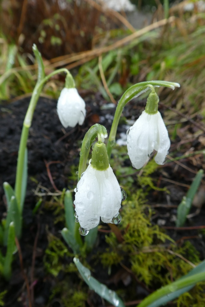 raindrops on snowdrops by anniesue