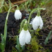 raindrops on snowdrops by anniesue