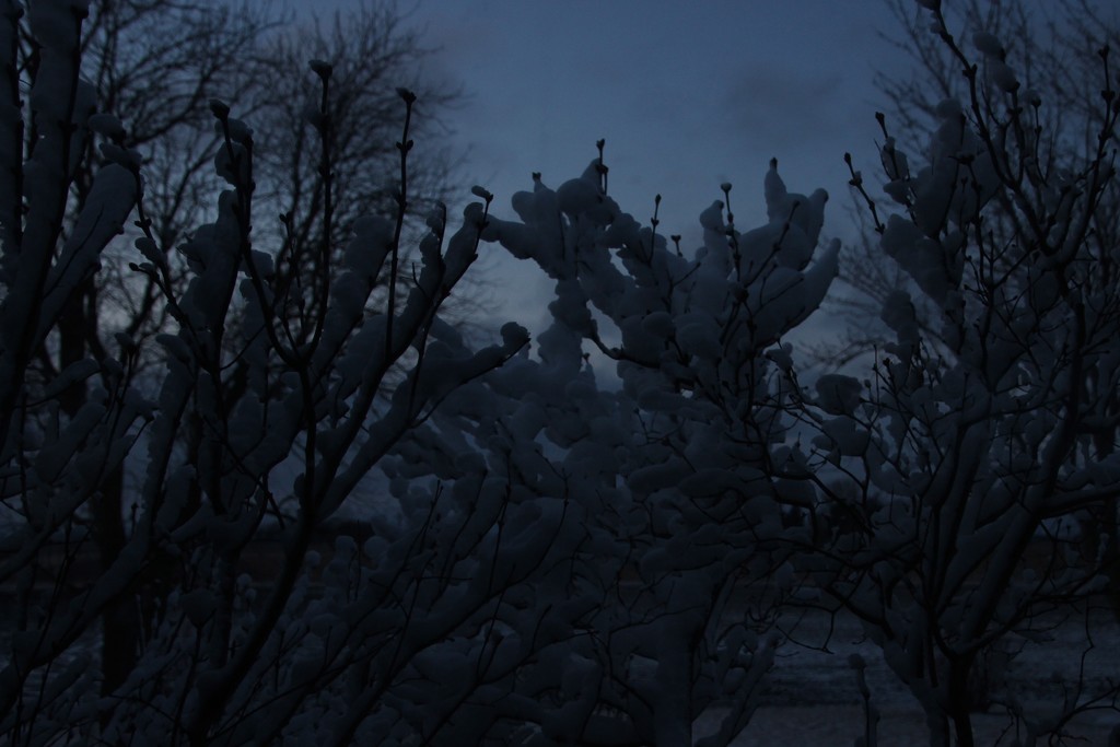 Pre-Dawn Snow Covered Branches by bjchipman