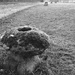 Staddle Stone  by 365projectdrewpdavies