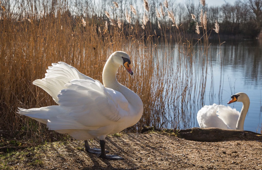 Swans by shepherdmanswife