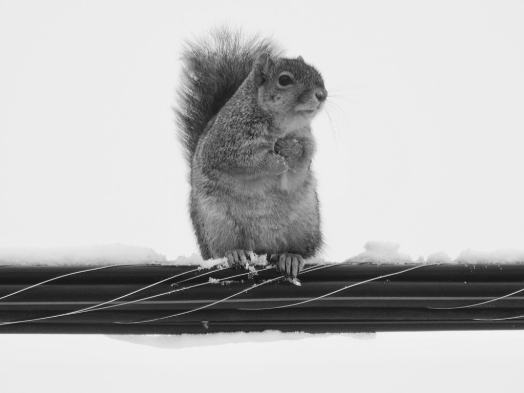 squirrel on a wire by amyk