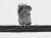 13th Feb 2018 - squirrel on a wire