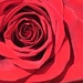 Rose by dakotakid35