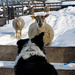 Through the Eyes of a Border Collie by farmreporter