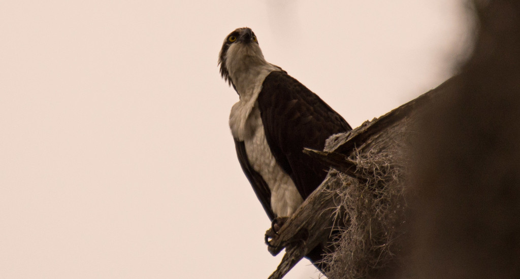 The Osprey Was at Home Today! by rickster549