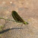 Dragon fly at the Kulen Mountains, Cambodia by hrs