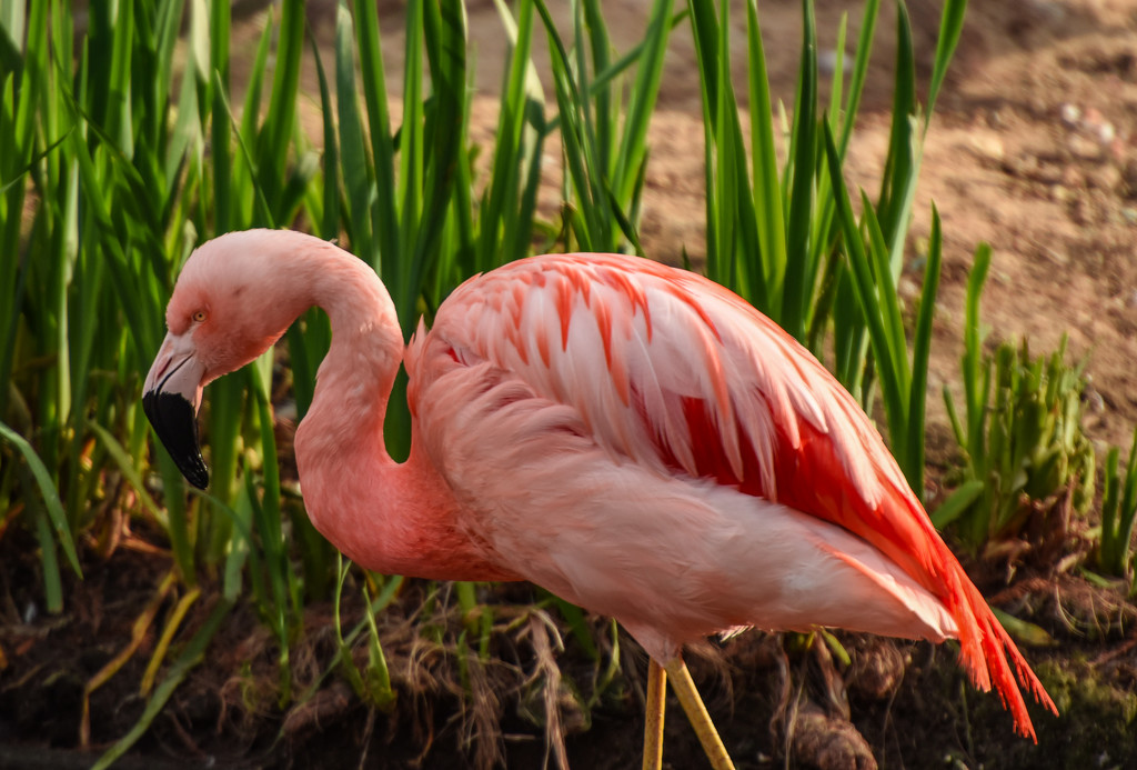 Flamingo Friday '18 06 by stray_shooter