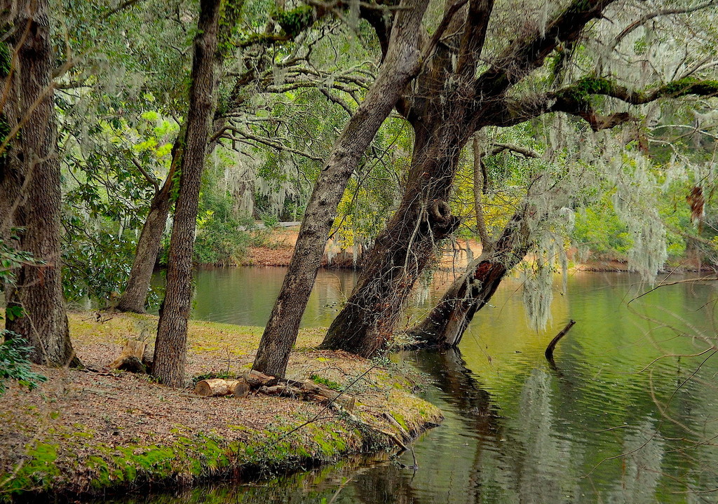 By the lake at the state park, Charleston, SC by congaree