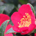 Camellia  by seattlite