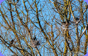 14th Feb 2018 - Nesting Cormorants