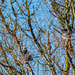 Nesting Cormorants by carolmw