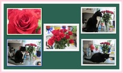 14th Feb 2018 - Red roses and Arthur.