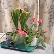 14th Feb 2018 - Indoor promise of spring 