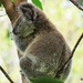ya just gotta wonder by koalagardens