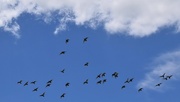 15th Feb 2018 - Noisy Flight of the Cockatoos ~