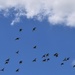 Noisy Flight of the Cockatoos ~ by happysnaps