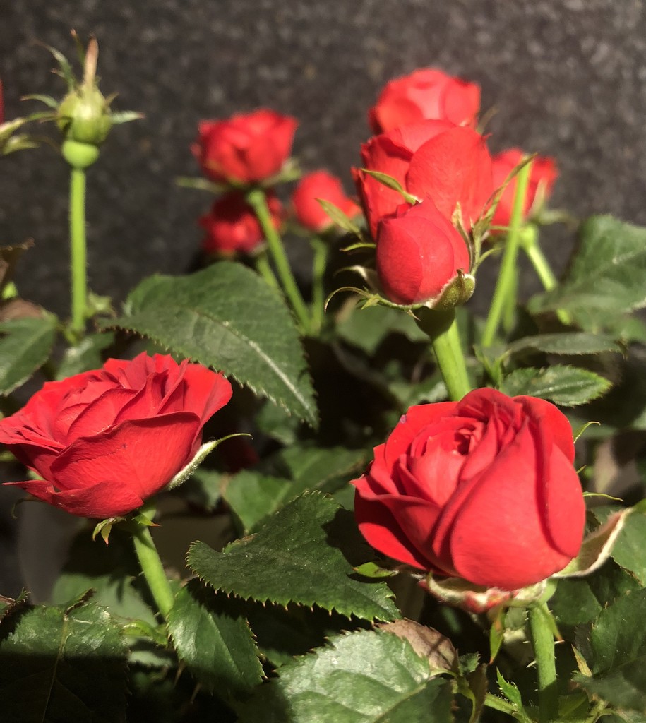 Valentine roses by 365projectdrewpdavies