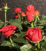 14th Feb 2018 - Valentine roses