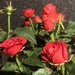 Valentine roses by 365projectdrewpdavies