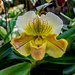 Lady Slipper Yellow Feature Shot by rminer