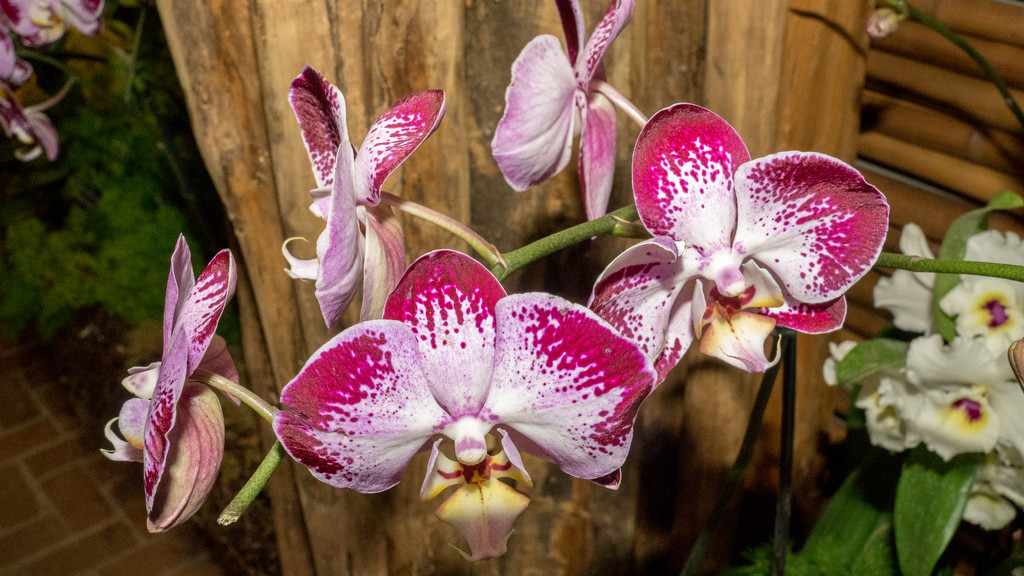 Orchids Wide by rminer