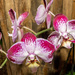 Orchids Wide by rminer