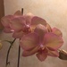 Dad’s orchid  by kchuk