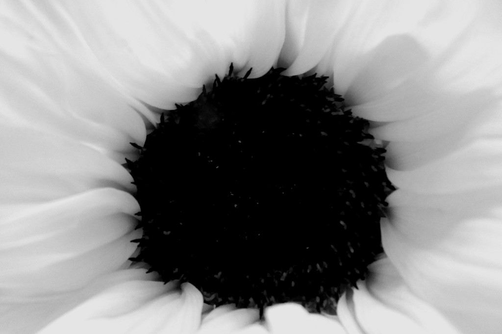 Sunflower (minus the sun) by linnypinny