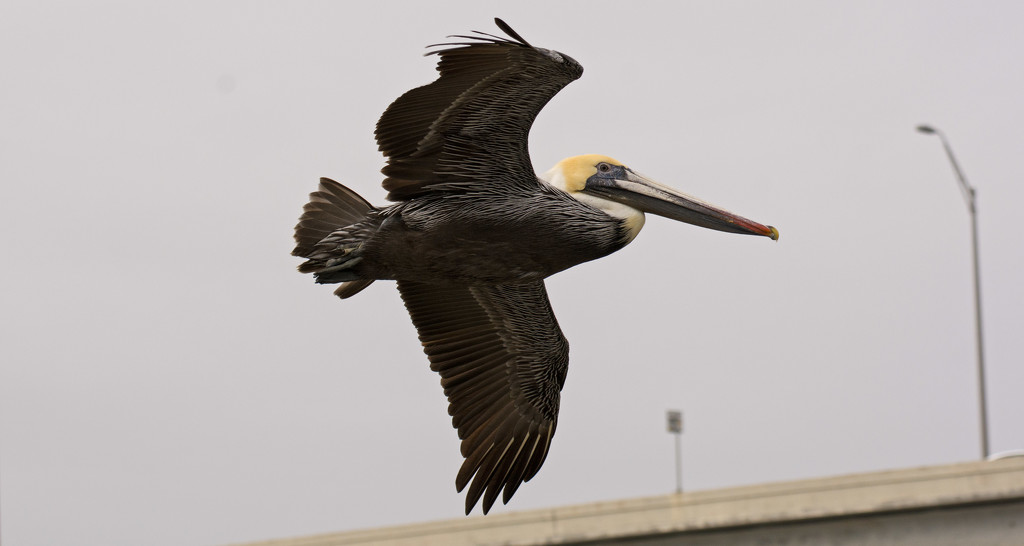 Pelican Fly-by! by rickster549