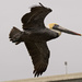 Pelican Fly-by! by rickster549