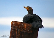 6th Jan 2018 - Pelagic Cormorant