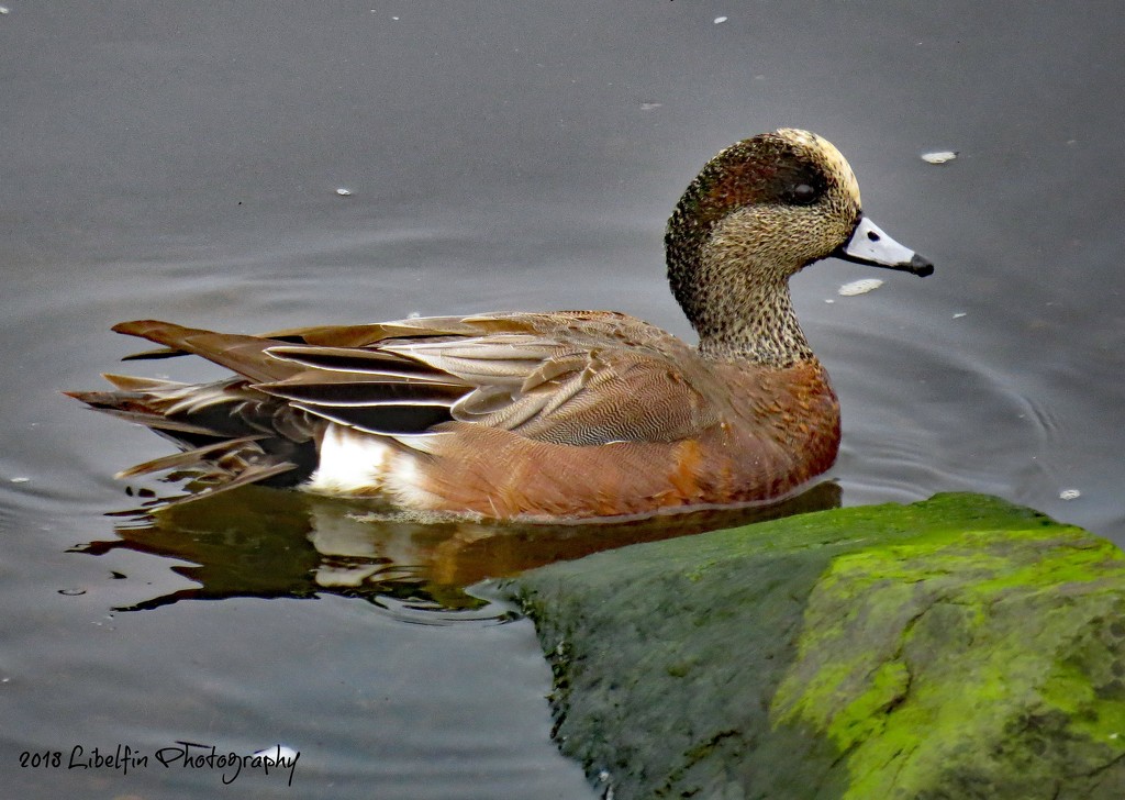 Male Wigeon by kathyo