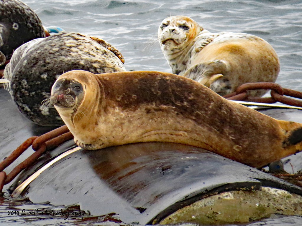 Harbour seals basking in the sun by kathyo